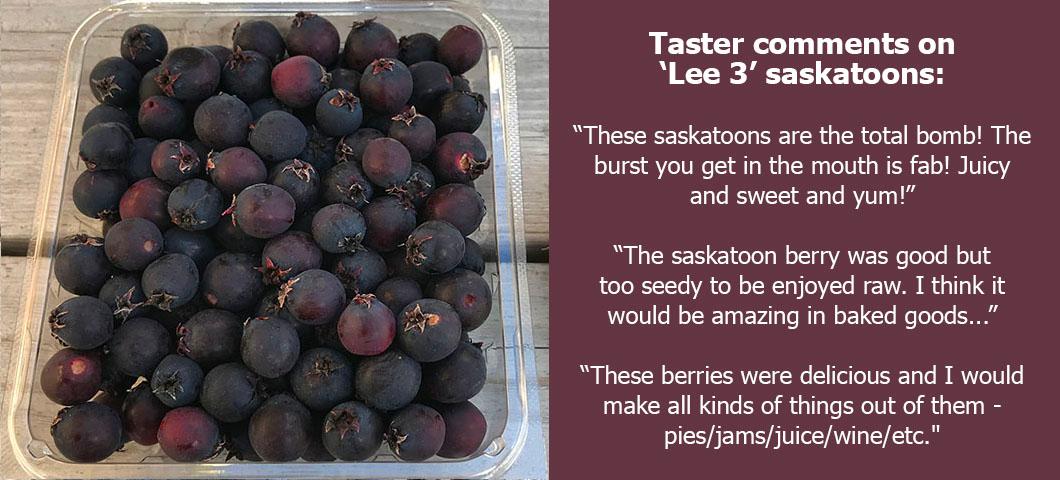 Taster comments for 'Lee 3' saskatoons:
"These saskatoons are the total bomb! The burst you get in the mouth is fab! Juicy and sweet and yum!"
"The saskatoon berry was good but too seedy to be enjoyed raw. I think it would be amazing in baked goods..."
"These berries were delicious and I would make all kinds of things out of them - pies/jams/juice/wine/etc."
