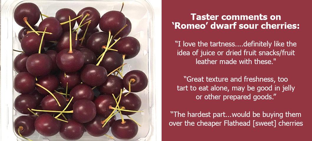 Taster comments for 'Romeo' dwarf sour cherries:
"I love the tartness....definitely like the idea of juice or dried fruit snacks/fruit leather made with these."
"Great texture and freshness, too tart to eat alone, may be good in jelly or other prepared goods."
"The hardest part...would be buying them over the cheaper Flathead [sweet] cherries that are available."