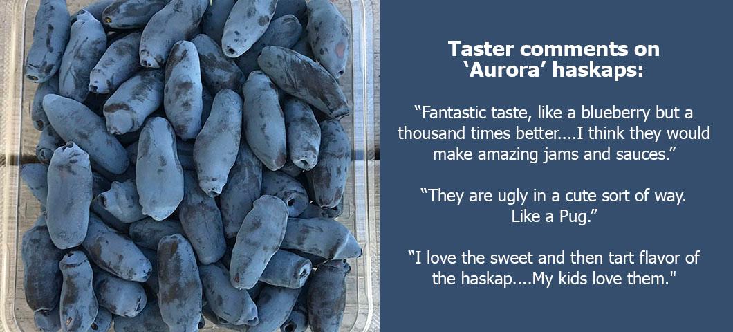 Taster comments for 'Aurora' haskaps:
“Fantastic taste, like a blueberry but a thousand times better....I think they would make amazing jams and sauces.”

“They are ugly in a cute sort of way. Like a Pug.”
“I love the sweet and then tart flavor of the haskap....My kids love them."