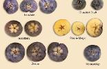 Apple cultivars shown: Frostbite, Chestnut Crab, Goodland, Prairie Magic, Zestar, Honeycrisp 
