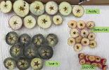 Apple cultivars shown: Wealthy, Chestnut Crab, Sweet 16, Dalgo Crab