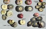 Apple cultivars shown: Wealthy, Mandan, Atlas, Chestnut Crab, Dakota Gold, Beacon, Wolf River