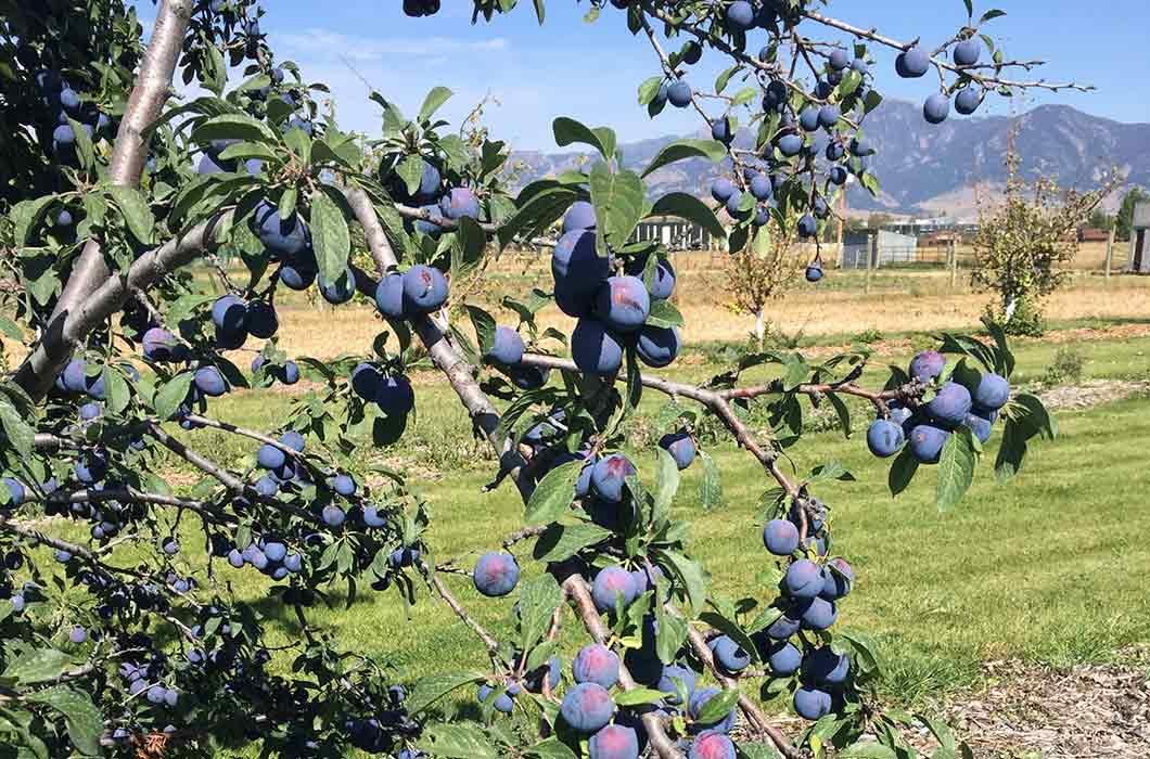 Mount Royal Plum at the Bozeman Horticultural Farm in 2020