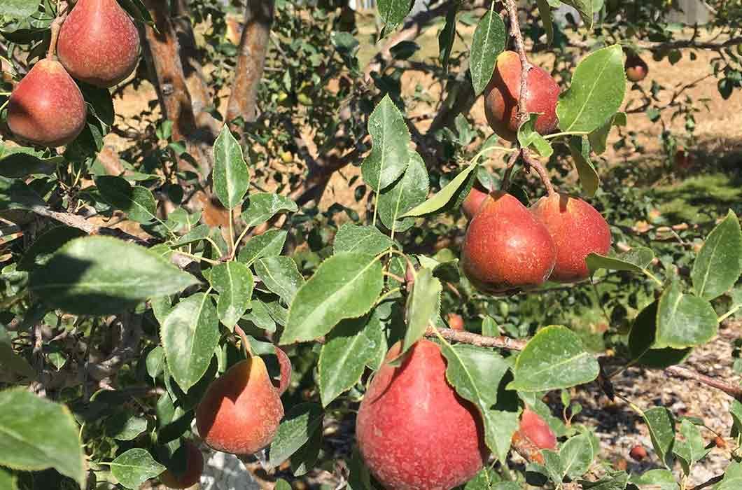 Golden Spice Pear at the Bozeman Horticultural Farm in 2020