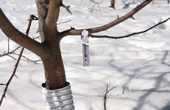 Goodland apple tree in winter with metal guard around trunk