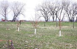 Hinsdale orchard