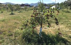 Apple tree at Wasay Wakpa orchard, fall 2020