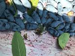 Damaged haskap berries in waxwing harvester tray