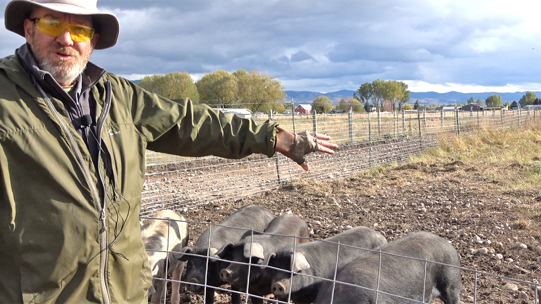 Leon Stangl (Yourganic Farm) with his pigs, Corvallis