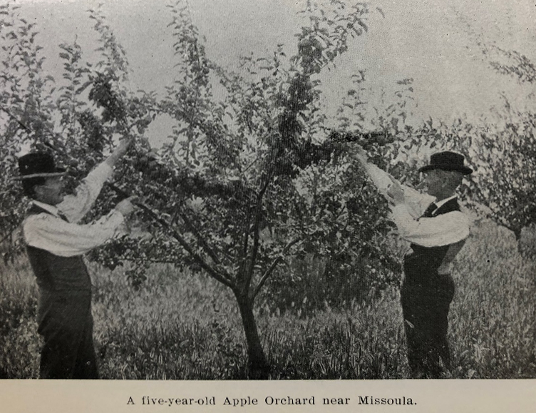 "A five-year-old apple orchard near Missoula." From the Montana Historical Society's archives.