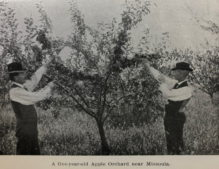 apple orchard tree