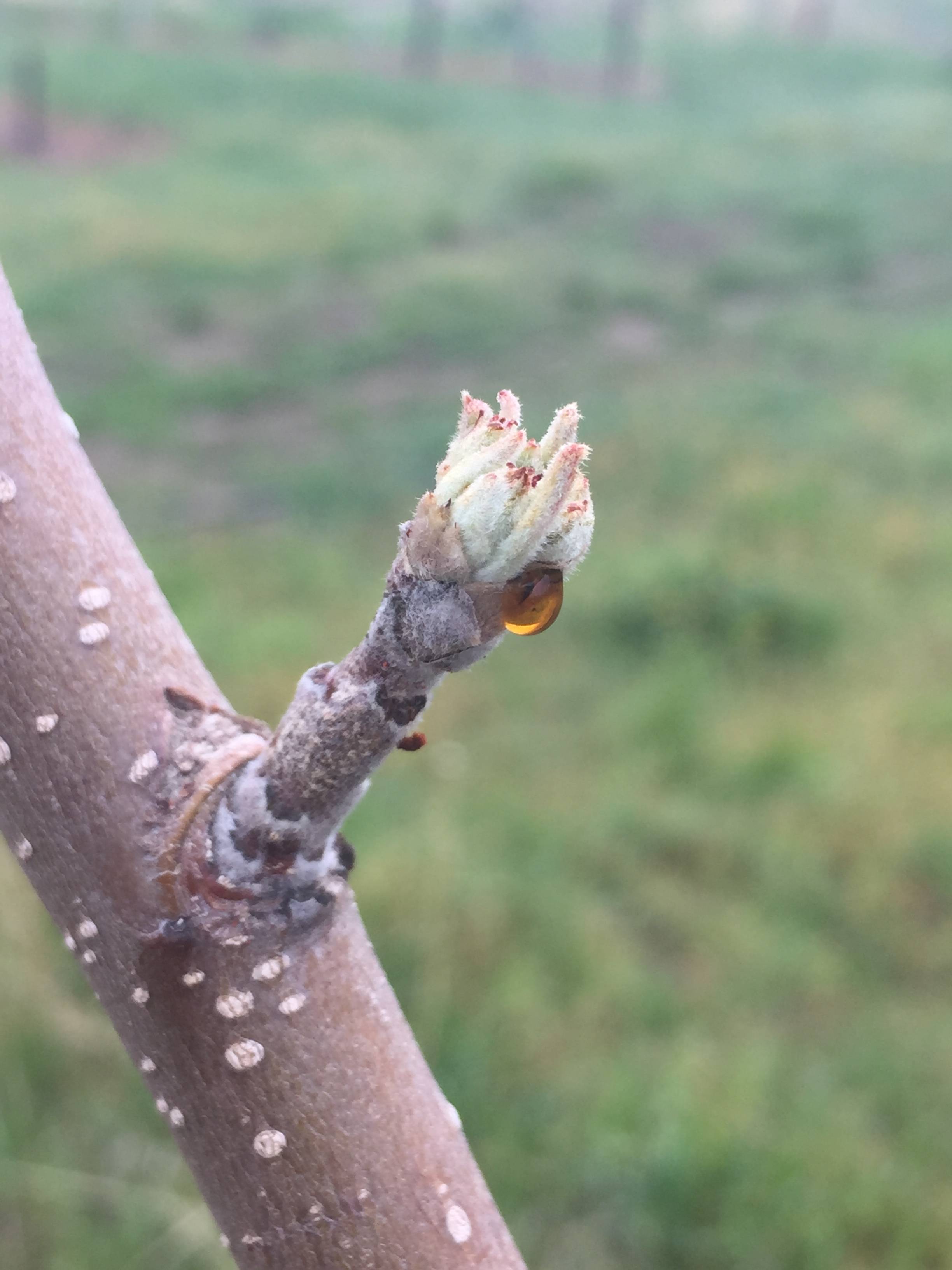 Fire blight on new flower bud