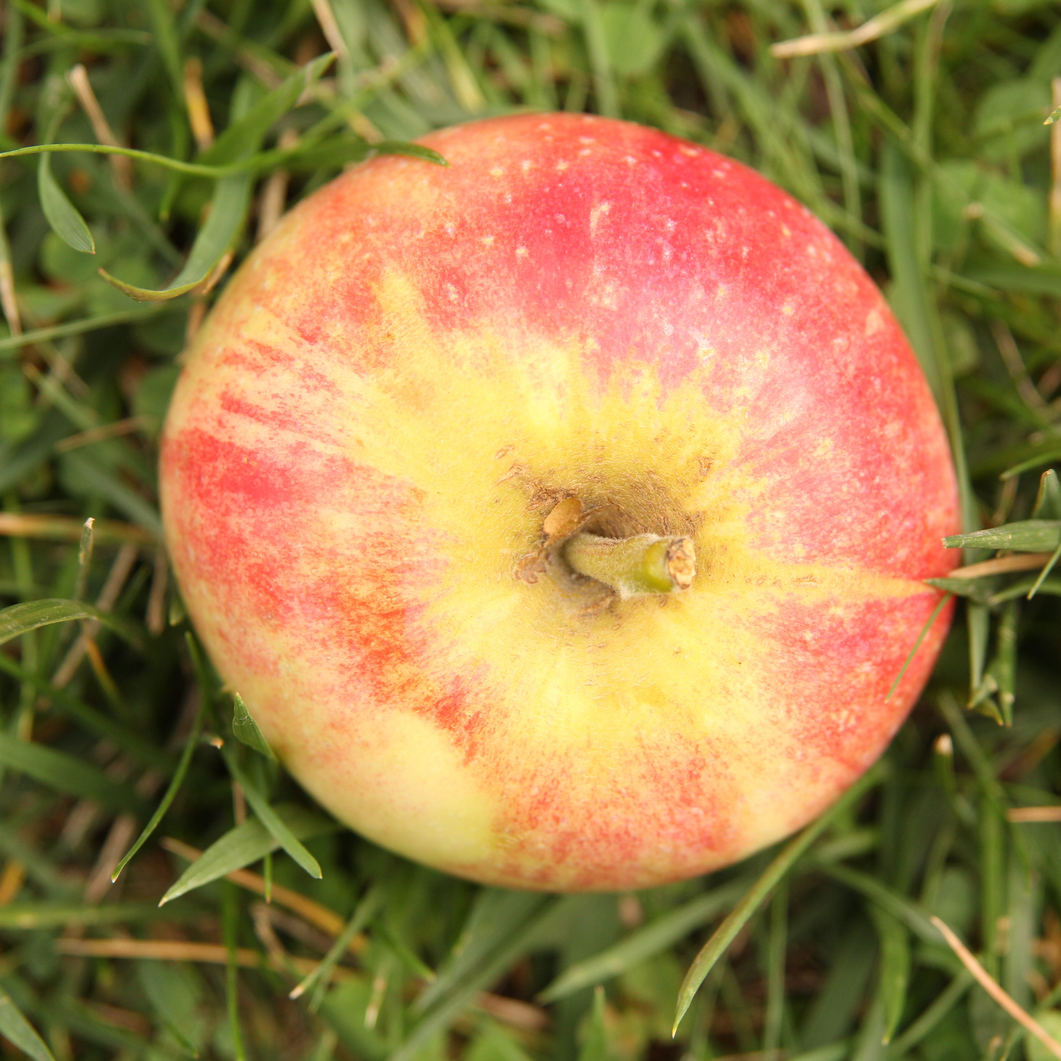 Moon randolph orchard apple
