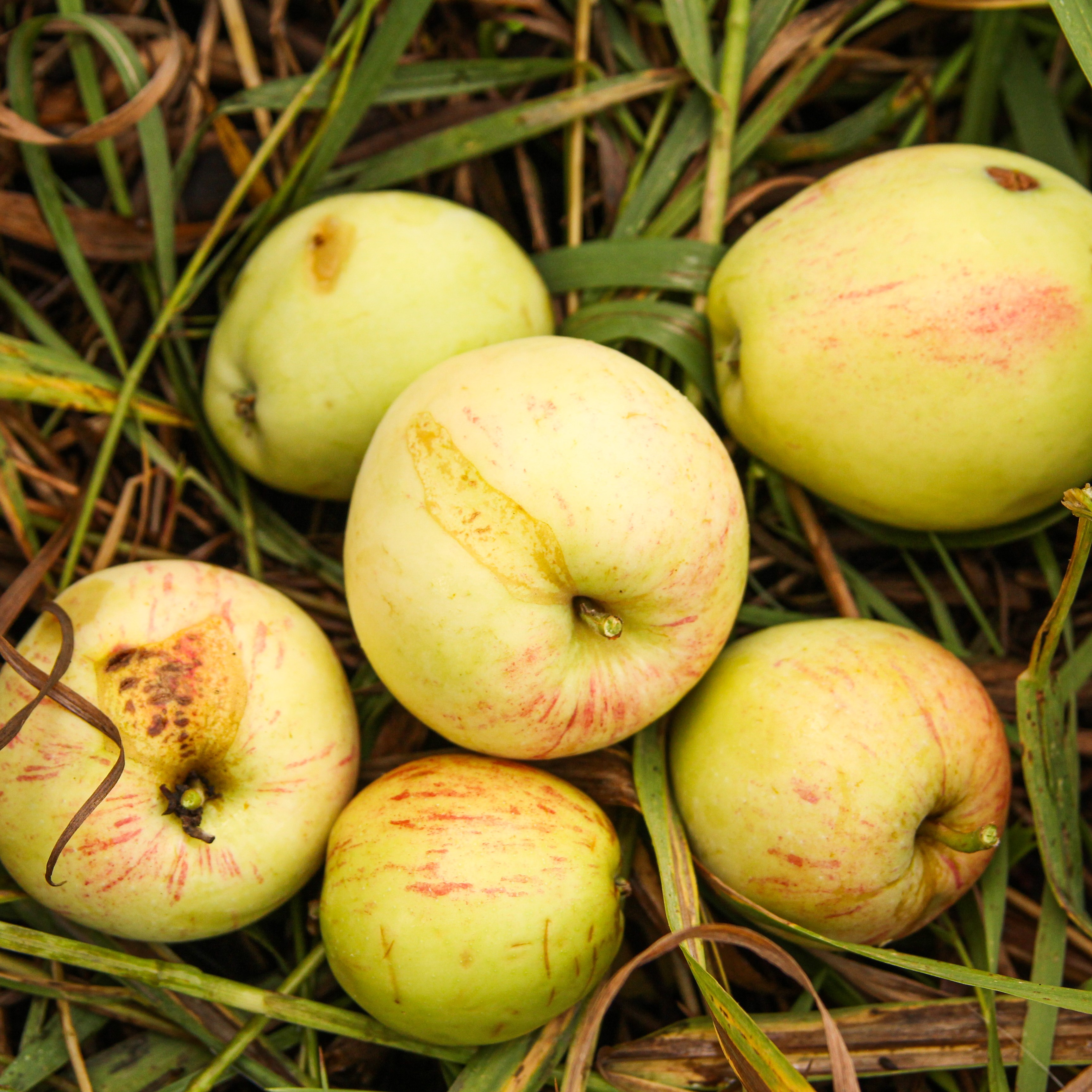 Macintosh Apple (Malus 'Macintosh') in Billings, Montana (MT) at Canyon  Creek Nursery