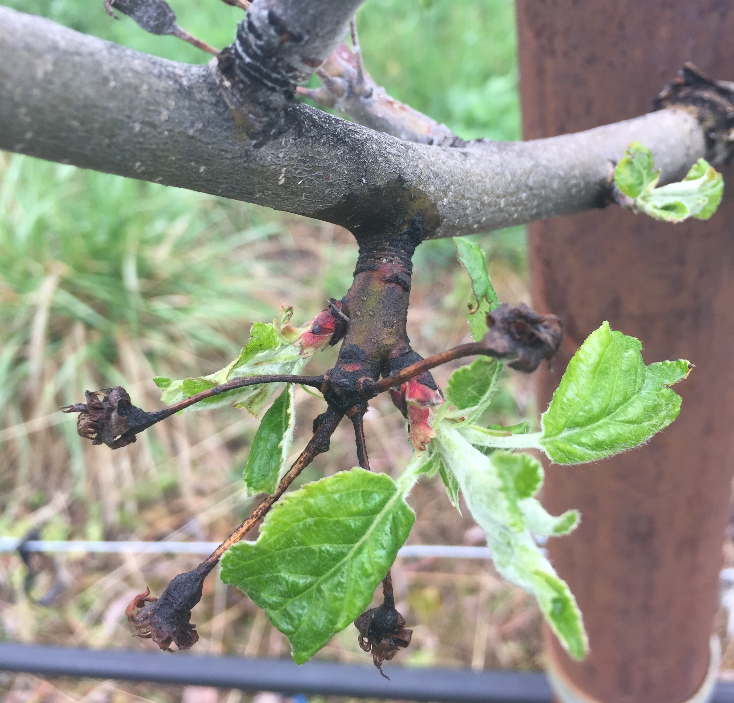 Fire Blight Disease Treatment