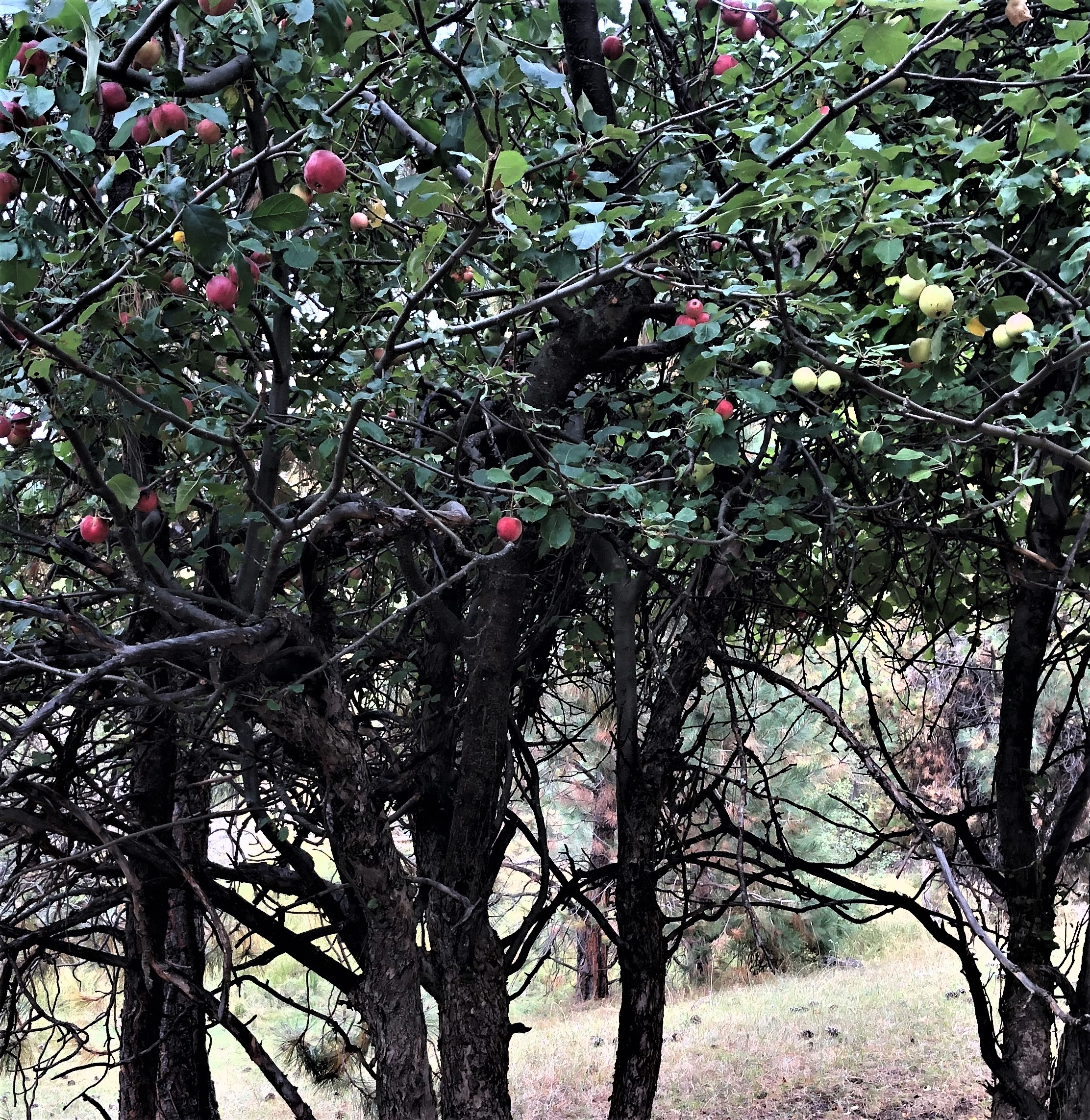 Example of Seedling Tree