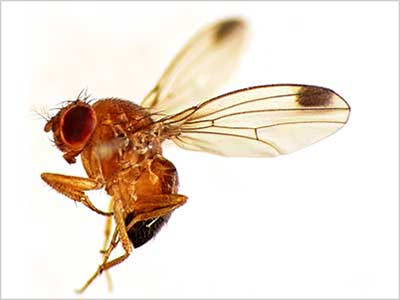 Spotted-wing Drosophila