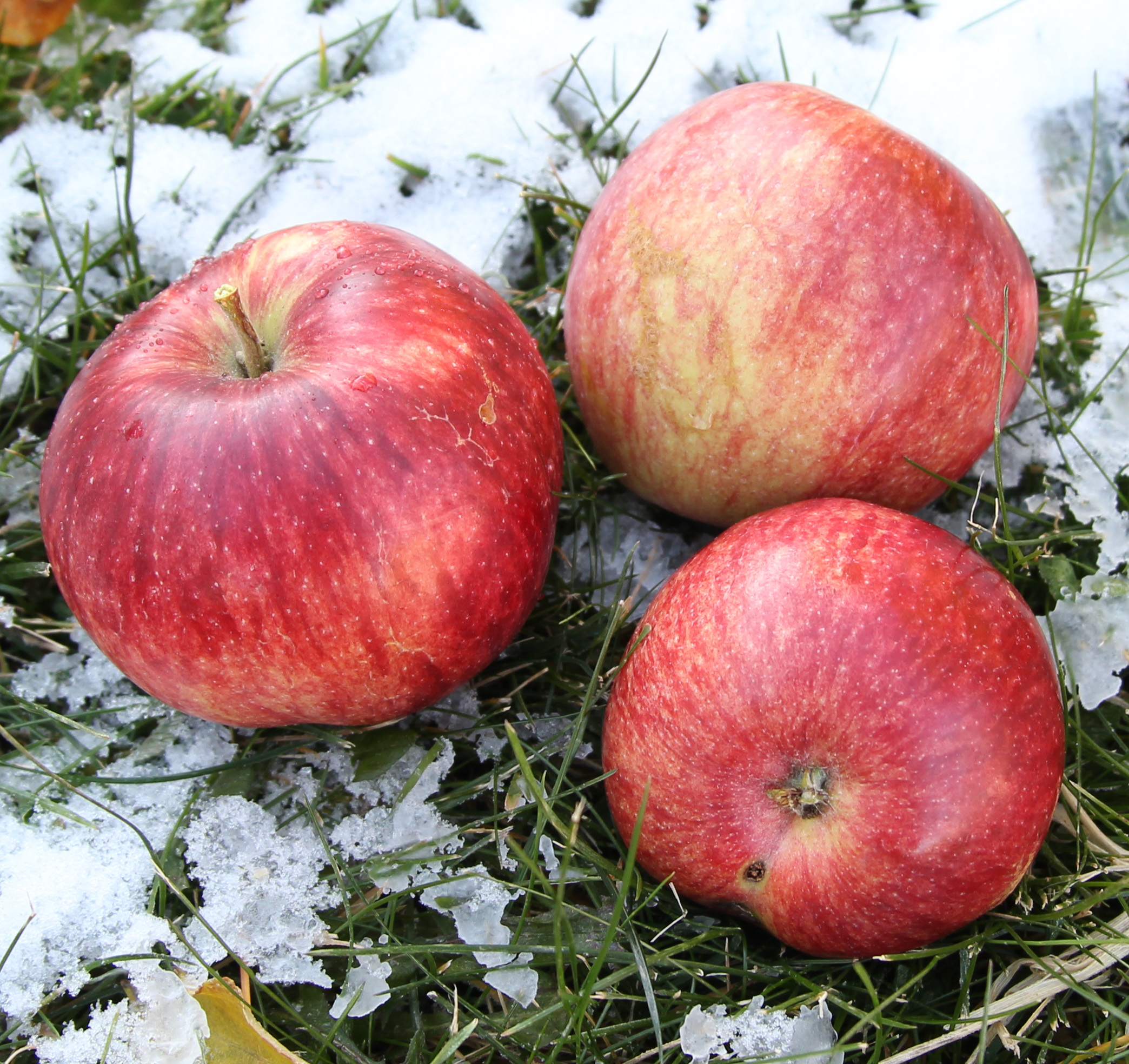 Macintosh Apple (Malus 'Macintosh') in Billings, Montana (MT) at Canyon  Creek Nursery