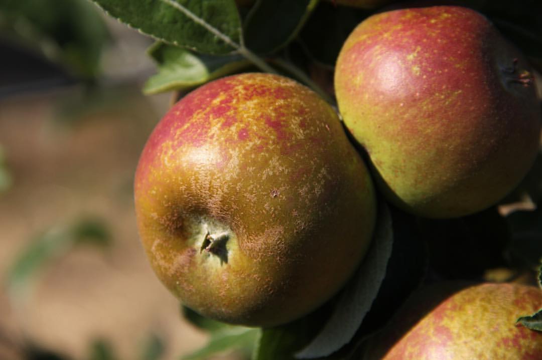 Golden Russett Apple