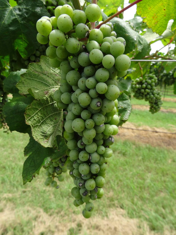 Anthracnose on grapes.