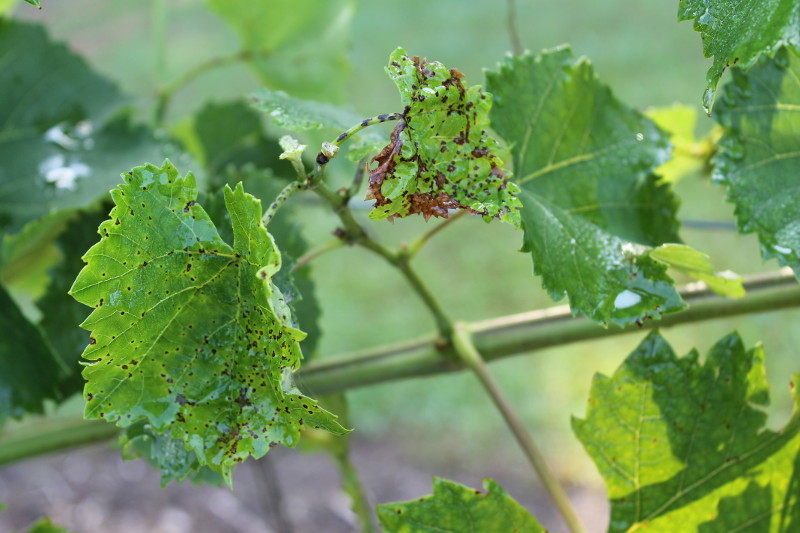 Anthracnose on grape leaves.