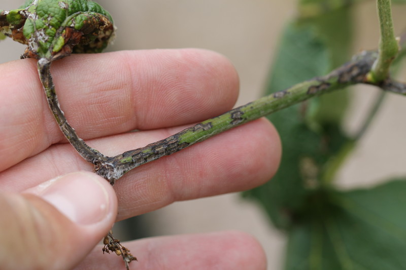 Anthracnose on grape stem.