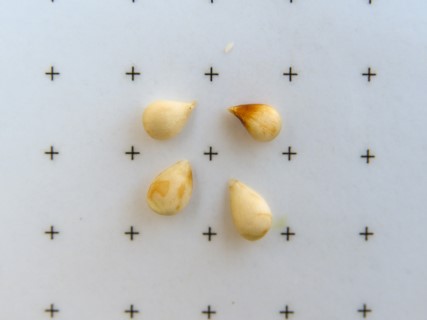 Alexander seeds