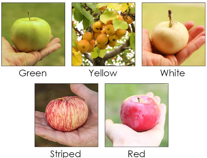 Apple ID General Colors example