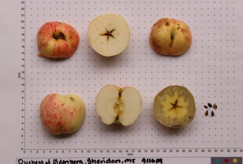 Duchess of Oldenburg apple