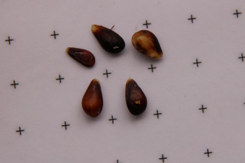 Duchess seeds