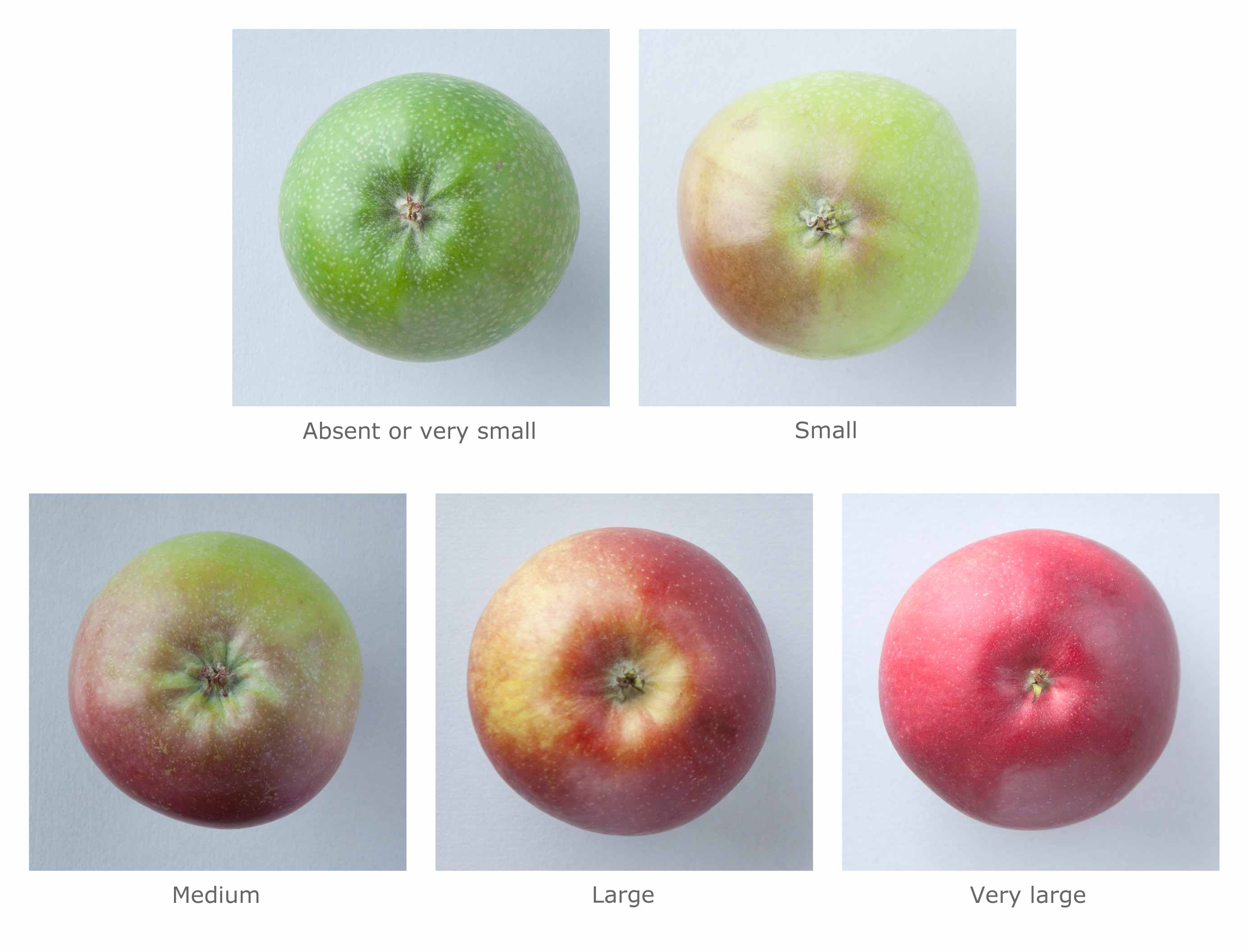 Apple Color - Western Agricultural Research Center