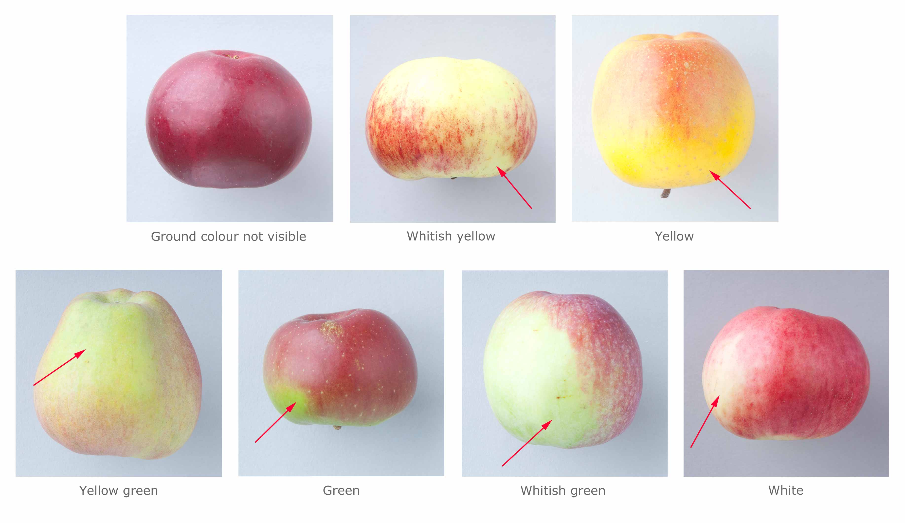 Apple Color - Western Agricultural Research Center