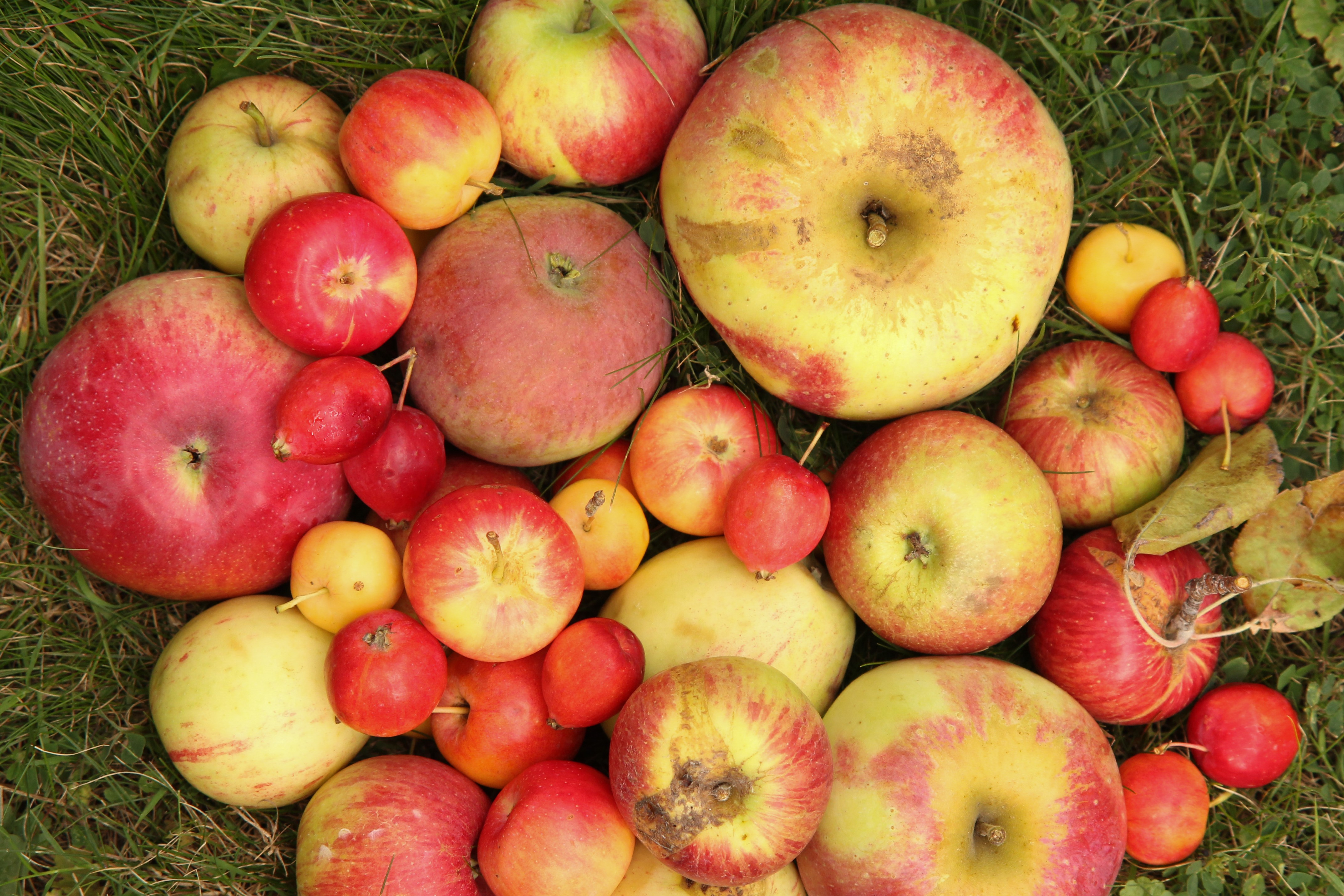 heirloom apple varieties