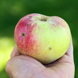 Apple Color - Western Agricultural Research Center