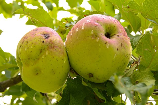 Organic Apples vs. Regular Apples - Does it really matter? - Wake the Wolves