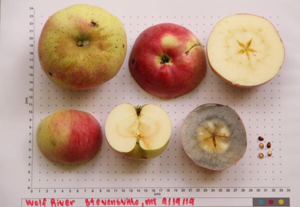 wolf river apple identification