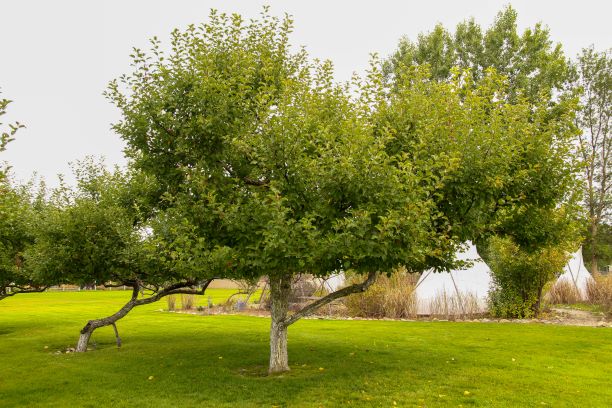 Wolf river tree for apple identification