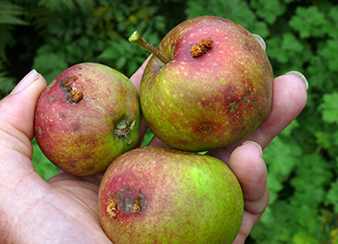 person holding three apples showing codling moth larva entry and exit holes and frass