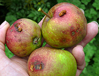 someone holding three apples showing codling moth damage including frass