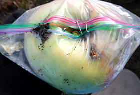 Apple bagging for codling moth control - Western Agricultural Research  Center