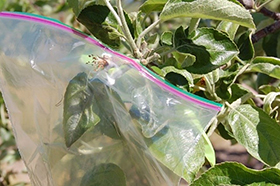 thinned fruit cluster and bagged fruitlet
