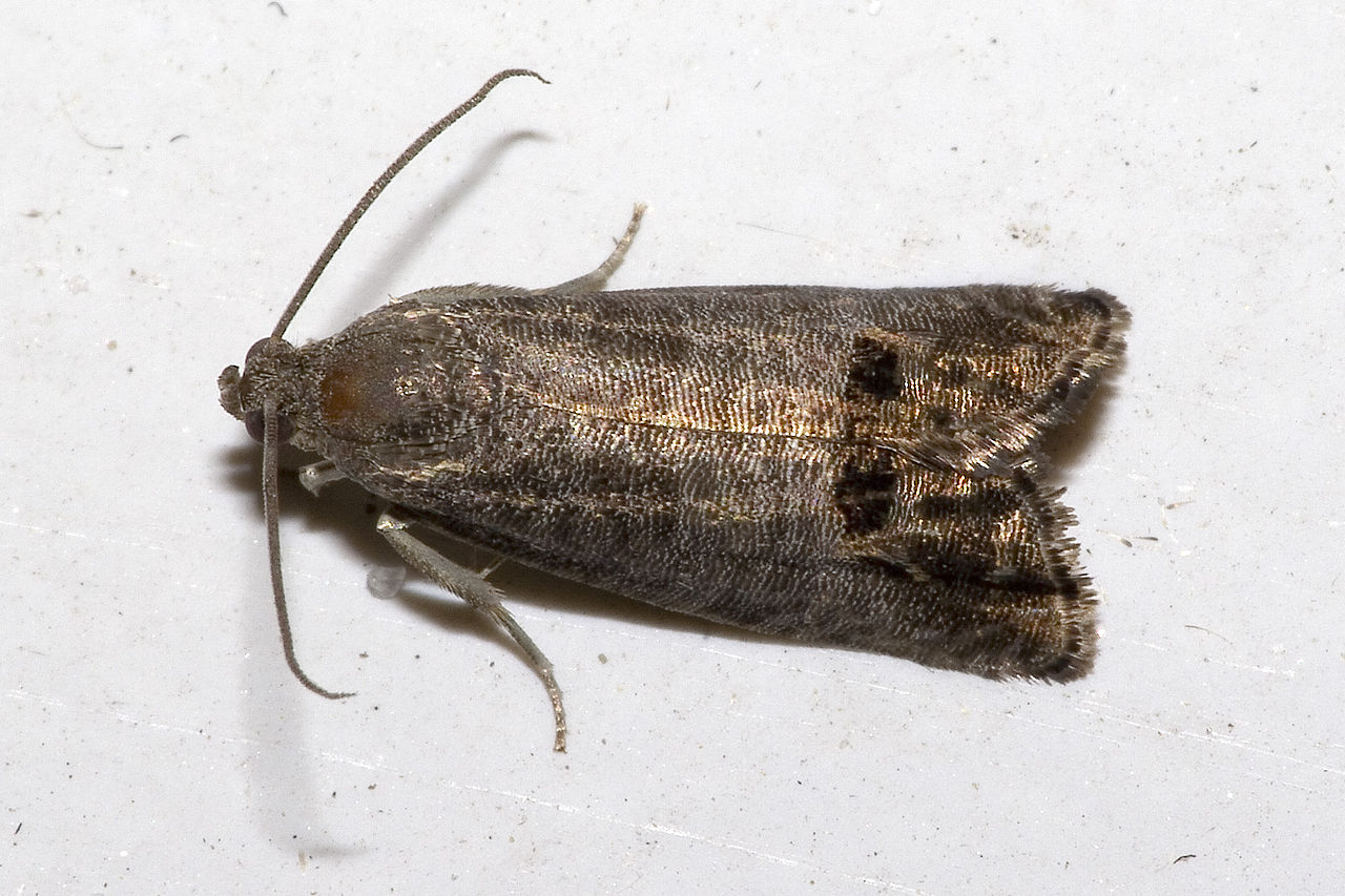 codling moth adult