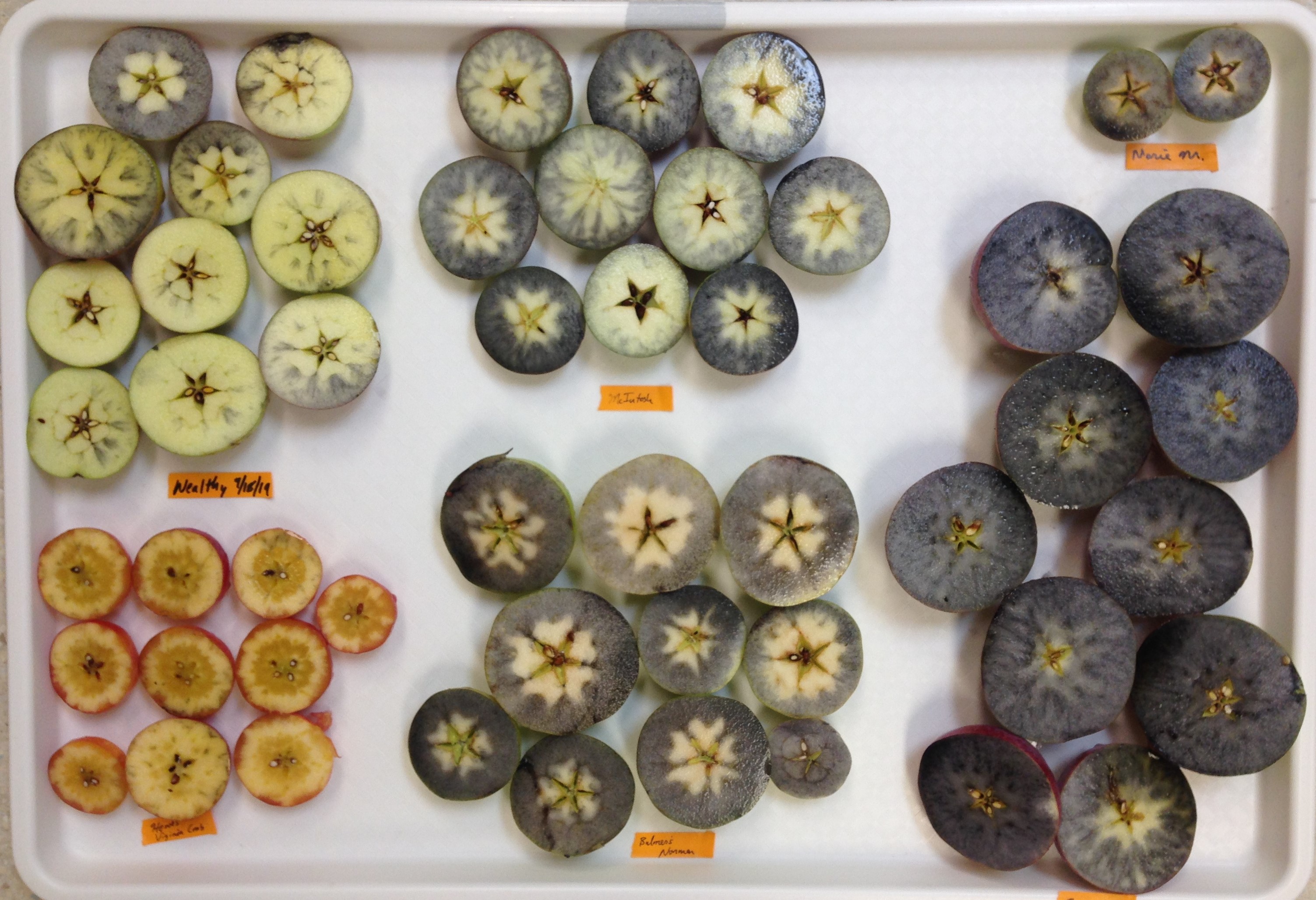 starch iodine test at WARC 091819