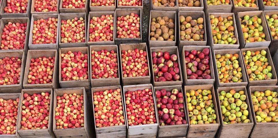 crates filled with various apple cultivars