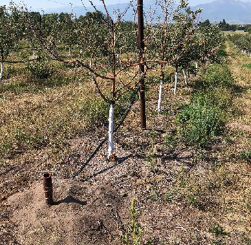 vole and gopher damage in orchard