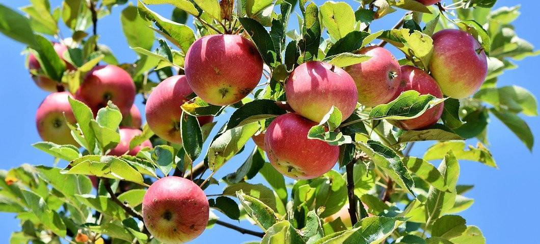 apples on tree against blue sky