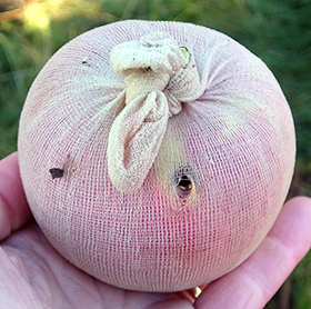 Bagging Apples for Insect and Disease Control – Wisconsin Horticulture