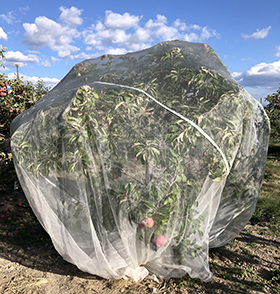 Apple bagging for codling moth control - Western Agricultural