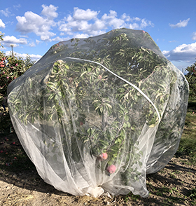 bagged apple tree