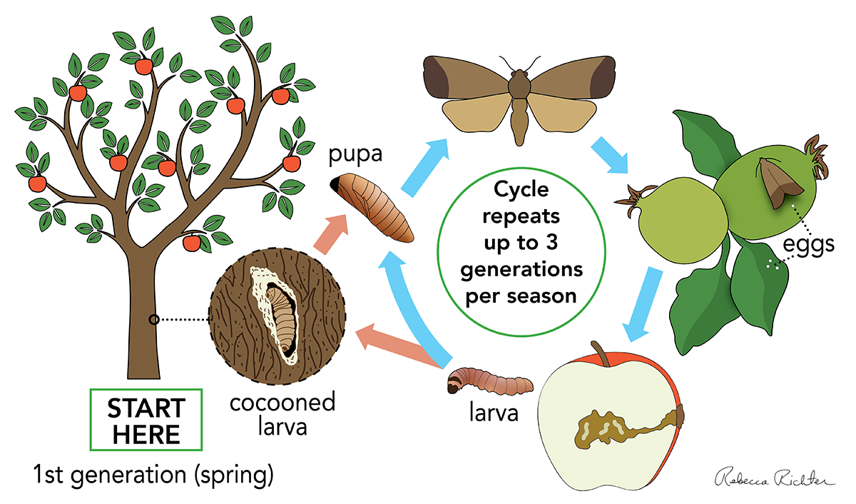 codling moth life cycle starting with adult winged moth emerging from pupa in spring, laying eggs on young apple fruit and leaves, hatched larva tunneling into apple, overwintering cocooned larva on tree trunk. Cycle repeats up to three generations in Montana.